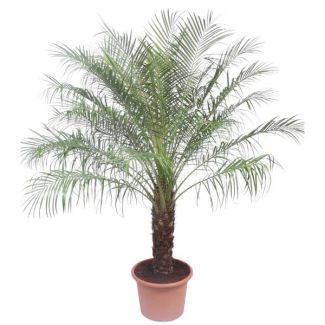Pygmäen-Dattelpalme | Elegante Palme Phoenix Roebelenii, 200 cm hoch, ø40