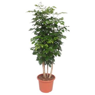 Radermachera Hainensis - China Doll Pflanze - Immergrüner Baum für drinnen - 190 cm hoch