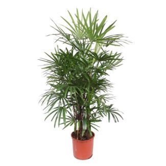 Schattige Zimmerpflanze Rhapis Excelsa | Bambuspalme | Stokpalme, 1,9 Meter hoch, Ø34