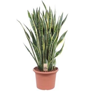 Schwiegermutterzunge, Goldrandpflanze, Schwertförmiges Dunkelgrünes Blatt mit Gelbem Rand, Sansevieria Laurentii - Ø35cm - ↕100cm