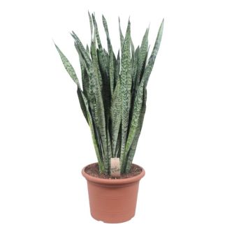 Ceylon-Schwertpflanze, Sansevieria Zeylanica Ø35cm - ↕110cm