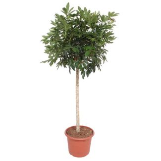 Stamm-Schefflera Arboricola Compacta, 1,9 Meter hoch, ø45