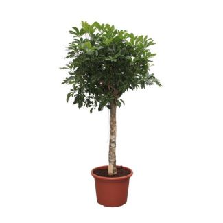 Kompakte Schefflera Arboricola – Idealer Zimmerbaum, 175 cm hoch, ø45