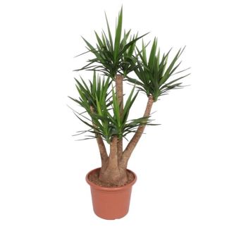 Verzweigte Yucca, ø45 Topfgröße, 170 cm hoch, wüstenartige Zimmerpflanze