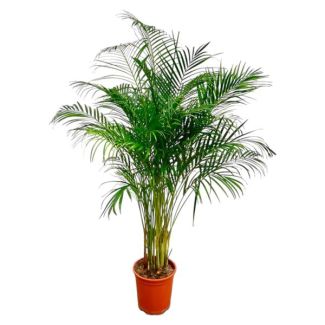 Dypsis Lutescens (Areca-Palme) - 170 cm große Zimmerpflanze - Goldpalme mit Topfmaß ø24 - Luftreinigende Zimmerpflanze