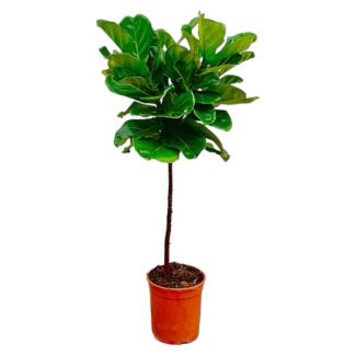 Geigenfeige, Ficus Lyrata, Zimmerpflanze, ø24cm, 130cm hoch
