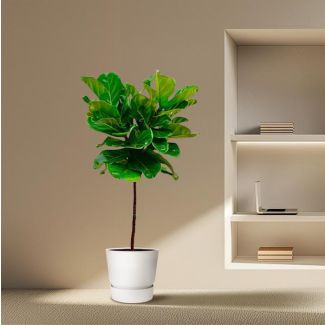 Geigenfeige, Ficus Lyrata, Zimmerpflanze, ø24cm, 130cm hoch