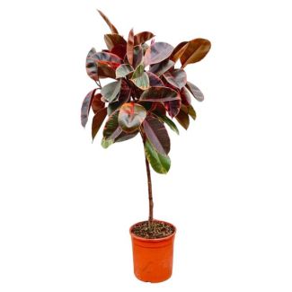 Buntblättriger Gummibaum auf Stamm (Ficus Elastica Belize) für Innenräume, 130 cm hoch, ø24