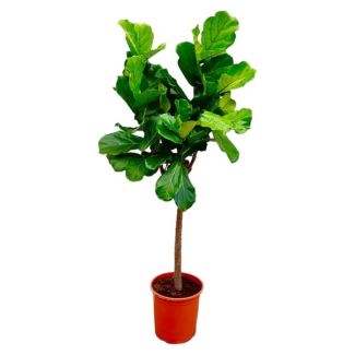 Ficus Lyrata Baum, 160 cm - ø30, Luftreiniger für Räume