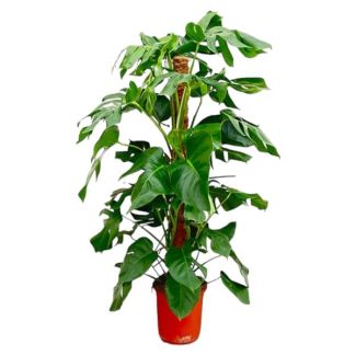 Grünlückenpflanze - Monstera Pertusum - Mexikanische Brotkunst, 120 cm hoch, Topfgröße ø24
