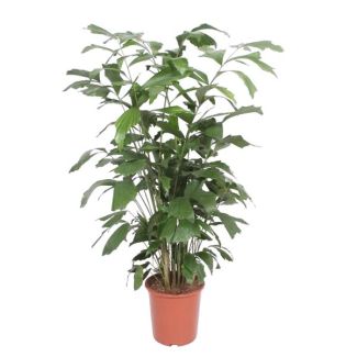 Feine Caryota mitis - Friedenspalme als Zimmerpflanze - 140 cm hoch - 27 cm Topfdurchmesser - Luftreinigend