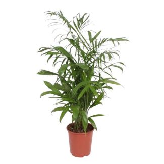 Bambuspalm, Zimmerpflanze, Palme, Chamaedorea Seifrizii - 140 cm - ø27