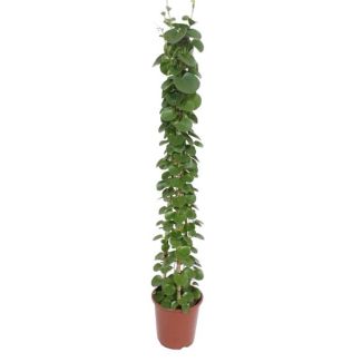 Langgestreckte Zimmerpflanze Arabischer Efeu (Cissus rotundifolia Pyramide), 1,6 Meter hoch, Topfgröße 27 cm