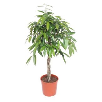Ficus Amstel King Zimmerpflanze mit geflochtenem Stamm, 140 cm hoch, Topfdurchmesser 30 cm