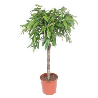 Feige Ficus Amstel King - 140 cm hoch - Topfdurchmesser 30 cm | Zimmerpflanze | pflegeleicht