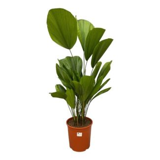 Palmpalme Licuala Grandis - 120 cm - ø27 - Tropische Zimmerpalme