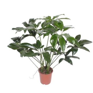 Philodendron Green Wonder Halbschatten Zimmerpflanze - 120 cm hoch - ø27 - Tropische Eleganz