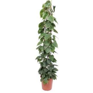 Kletterpflanze auf Gitter mit herzförmigen Blättern, Kletter-Philodendron Scandens, 160 cm hoch - ø27