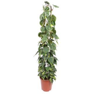 Kamerpflanze Philodendron Scandens Brasil auf Gittergestell, 1,6 Meter hoch, 27 cm Topfdurchmesser
