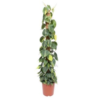 Klimpflanze Philodendron Scandens Brasil auf Moosstab - 150 cm hoch, 27 cm Topfdurchmesser