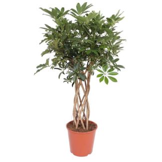Grüne Zimmerpflanze Schefflera auf Stamm, Fingerbaum für drinnen, 140 cm hoch, Ø30cm