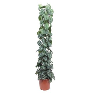Kamerpflanze mit zeitgemäßem Charme Scindapsus Pictus Trebie Gitterstütze - 160 cm - ø27