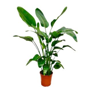 Immergrüne Zimmerpflanze mit mehreren Stämmen Strelitzia Nicolai - 1,5 Meter hoch - Ø21 cm