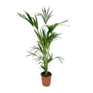 Kentia-Palme innen - 160 cm - Ø24 - eine starke Zimmerpalme - ungiftige Zimmerpflanze