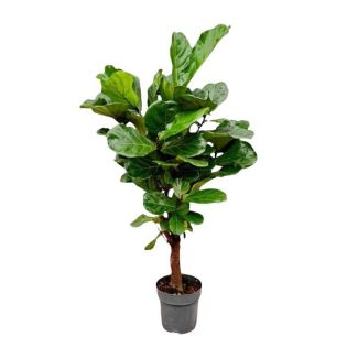 Verzweigte Variante der Zimmerpflanze Ficus Lyrata, 1,5 Meter hoch, Ø24