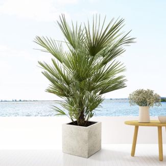 Europäische Zwergpalme, etwa 150 cm hoch und 35 cm Topf, Chamaerops humilis Strauch