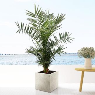 Kanaren-Dattelpalme (Phoenix Canariensis)