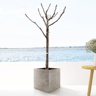 Feigenbaum ca. 100 cm hoch, Innen- und Außenpflanze