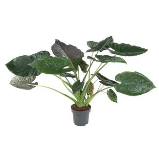 Elefantenohren innen (Alocasia Wentii) 120 cm - ø32 | luftreinigend und tropisches Flair