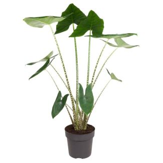 Zebrapflanze innen | Zimmerpflanze mit Zebramuster | Alocasia Zebrina - 130 cm hoch - ø32