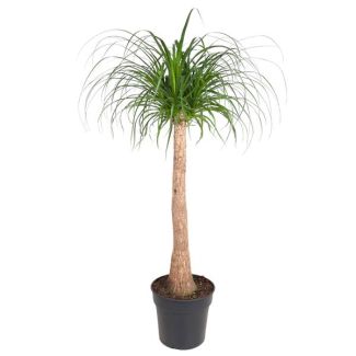 Flaschenbaum (Beaucarnea-Stamm) Zimmerpflanze Schatten/Halbschatten - 130 cm - ø32