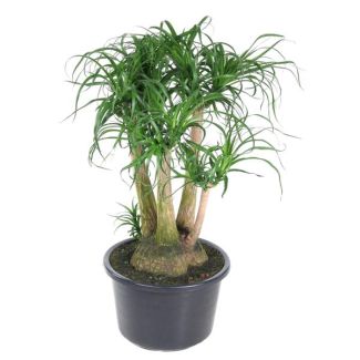 Verzweigter Flaschenbaum (Beaucarnea) - 110 cm - ø41 - Sicher für Haustiere - Breite Zimmerpflanze