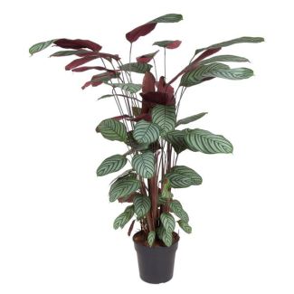 Roseopicta Zimmerpflanze mit grünen und rosa Blättern (Calathea Oppenheimiana), 140 cm hoch - ø27