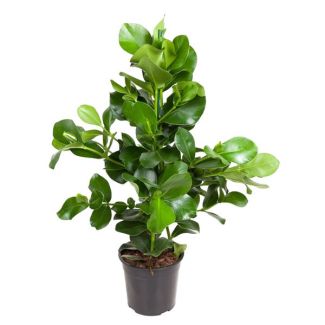 Clusia rosea Zimmerpflanze | Signaturbaum Zimmerpflanze - 100 cm - ø31 cm