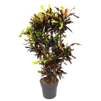 Krokodillentränenpflanze (Codiaeum Mammi) innen | auffällige Zimmerpflanze bunt - 120 cm hoch - ø31