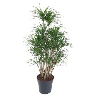 Anita Drachenbaum verzweigt | Dunkelgrüne Zimmerpflanze Dracaena Anita - 140 cm hoch - ø31