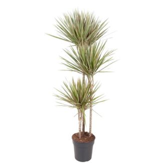 Dracaena Bicolor | 150 cm hoch - ø24 cm | Wüstenatmosphäre