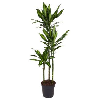 Cintho Drachenbaum / Dracaena Cintho / Halbschatten Zimmerpflanze - ca. 1,6 m hoch, Topfgröße 24 cm