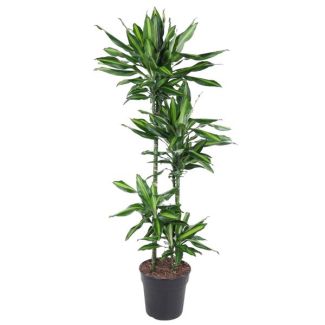 Dracaena Cintho innen 150 cm hoch - ø27 cm | Grüne Ausstrahlung