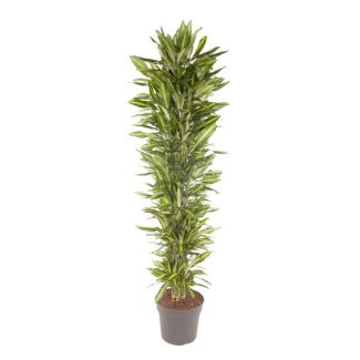 Dracaena Drakenbaum innen verzweigt - Hohe Zimmerpflanze mit grüner Ausstrahlung - ca. 2,1 Meter hoch - ø40 cm
