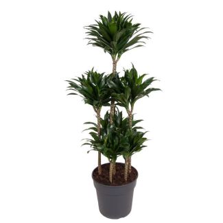 Dracaena Compacta Carrousel - 130 cm Höhe - ø31 - Halbschatten Lichtverhältnisse