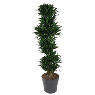Kompakte Zimmerpflanze Dracaena Compacta verzweigt - 170 cm hoch - ø34 cm | Tiefgrüne Blätter | Kompaktes Wachstumsverhalten