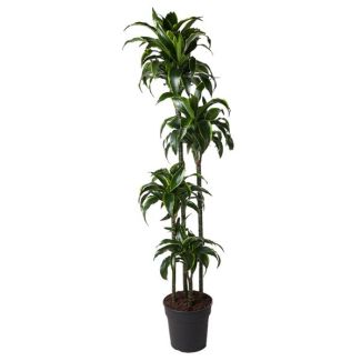 Goldene Drachenpflanze innen (Dracaena Dorado) - 170 cm - ø27 cm - Halbschatten Standort