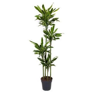 Goldene Küste Drachenbaum / Dracaena Gold Coast - ca. 1,70 m hoch - Topfdurchmesser ø27 cm