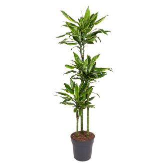 Stilvolle Dracaena Golden Coast 160 cm – Goldene Küste Drachenbaum für jedes Interieur