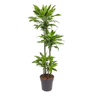 Goldene Küste Dracaena 140 cm – Elegant, Pflegeleicht und Luftreinigend